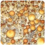 Псилоцибиновые (галлюциногенные) грибы в Дмитрове Psilocybin "Golden Teacher" Псилоцибиновые (галлюциногенные) грибы в Дмитрове Psilocybin "Golden Teacher"